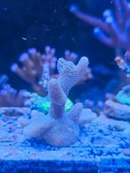 Montipora baby bleu
