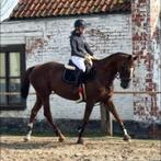 Springpaard te koop, Dieren en Toebehoren, Paarden, Merrie, Springpaard