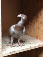 Duiven, Geslacht onbekend