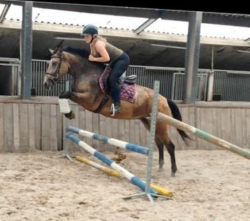 Zeer unieke en brave allround appaloosa E pony !!  beschikbaar voor biedingen