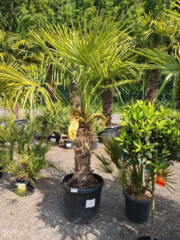 Palmboom Trachycarpus Fortunei beschikbaar voor biedingen