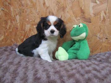 King charles puppy's 8 weken oud beschikbaar voor biedingen