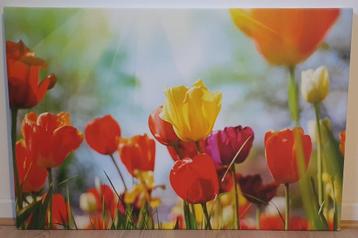 Jolie toile florale (tulipes) 70 cm x 50 cm beschikbaar voor biedingen