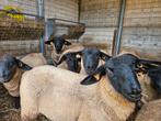 Suffolk ramlammeren ooilammeren stamboek, Dieren en Toebehoren, Schaap, 0 tot 2 jaar