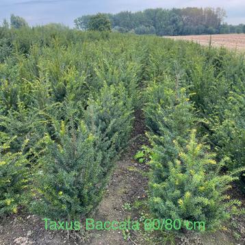 Taxus baccata tijdelijke actie‼️ beschikbaar voor biedingen