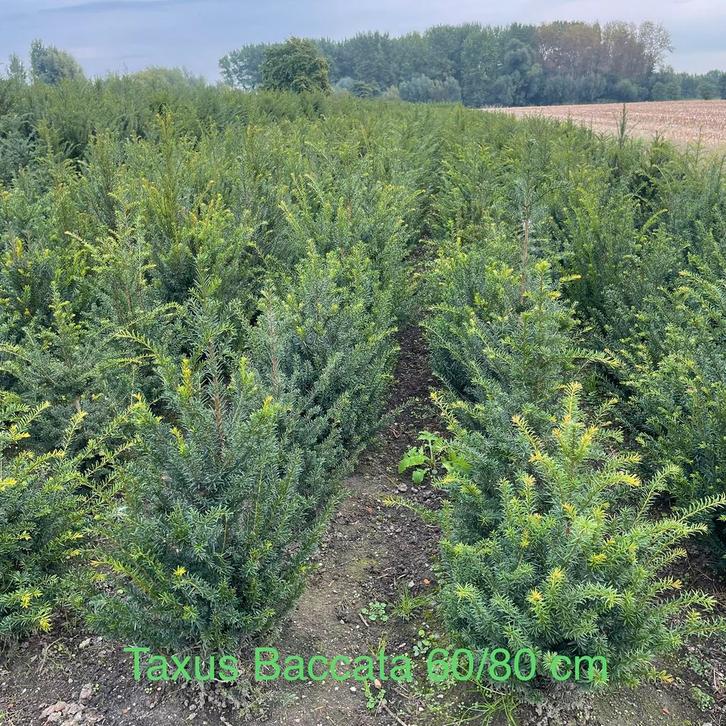 Taxus baccata tijdelijke actie‼️, Tuin en Terras, Planten | Bomen, Ophalen