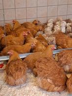 Orpington en Faverolles, Animaux & Accessoires, Volatiles, Plusieurs animaux, Poule ou poulet