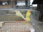 parkieten, Dieren en Toebehoren, Vogels | Parkieten en Papegaaien, Meerdere dieren, Parkiet, Geringd