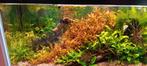 Planten en vissen .. topkwaliteit ..in groen en rode tinten, Dieren en Toebehoren, Vissen | Aquariumvissen