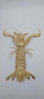 Squille mantis voor verzameling, Ophalen of Verzenden, Nieuw