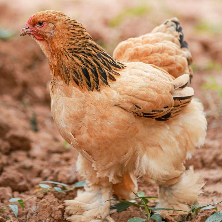 Brahma groothoender kippen jonge hennen beschikbaar, Dieren en Toebehoren, Pluimvee, Kip, Vrouwelijk
