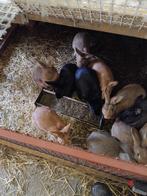 Vlinderkonijnen, Dieren en Toebehoren, Konijnen, Meerdere dieren, Groot, 0 tot 2 jaar