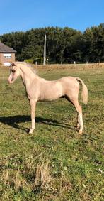 Prachtig palomino welsh sectie B hengstenveulen, Niet van toepassing, 0 tot 2 jaar, Hengst, C pony (1.27m tot 1.37m)