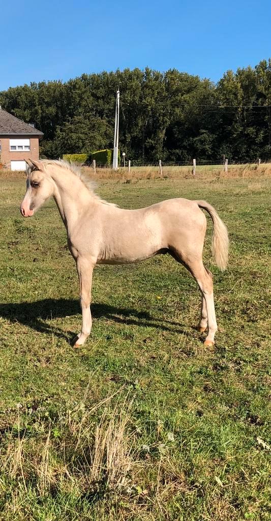 Prachtig palomino welsh sectie B hengstenveulen, Dieren en Toebehoren, Pony's, Hengst, Niet van toepassing, C pony (1.27m tot 1.37m)
