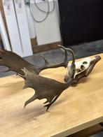 Schedel met gewei damhert, Enlèvement