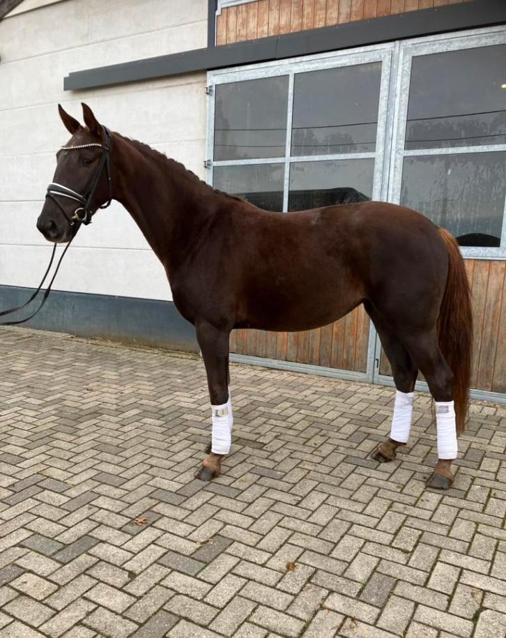 Total Hope x Zack , merrie 2022, Dieren en Toebehoren, Paarden, Merrie, Zadelmak, 160 tot 165 cm, 3 tot 6 jaar, Met stamboom, Gechipt