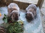 Koppeltje lieve konijnen zoekt nieuw huisje, Meerdere dieren, Dwerg, 0 tot 2 jaar, Hangoor