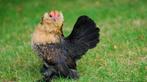 Sierkippen Serama, Baardkrielen, Wyandotte,...0472/51.09.71, Kip