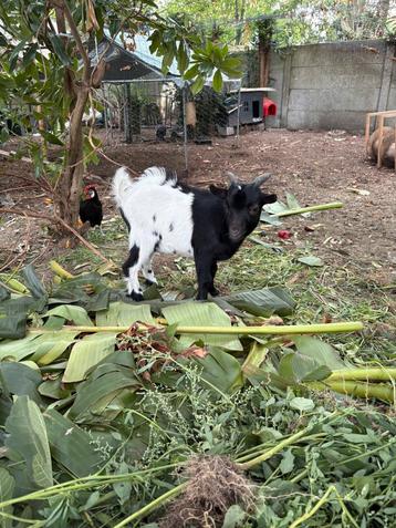 Dwerg geit mannetje, Mâle, Chèvre, 0 à 2 ans