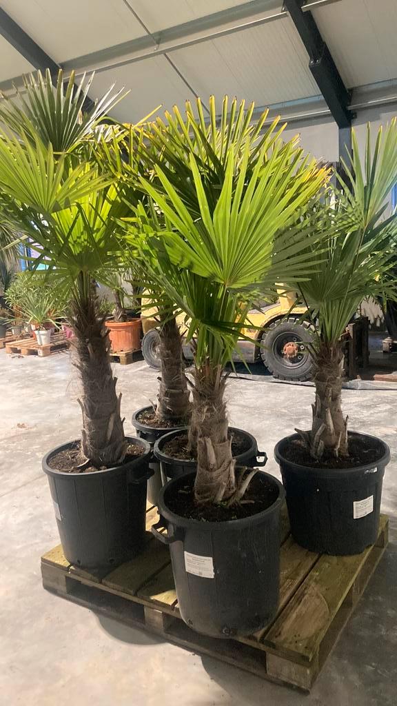 Winterharde palmbomen - palletverkoop, Tuin en Terras, Planten | Tuinplanten, Ophalen