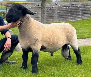 SUFFOLK DEKRAM beschikbaar voor biedingen