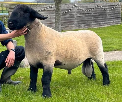 SUFFOLK DEKRAM, Dieren en Toebehoren, Schapen, Geiten en Varkens, Schaap, Mannelijk, 3 tot 5 jaar