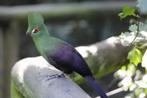 touraco male, Dieren en Toebehoren, Vogels | Parkieten en Papegaaien, Mannelijk, Parkiet, Geringd