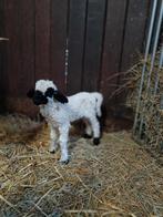 Walliser Schwarznase lammetjes, Dieren en Toebehoren, Schaap