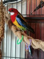 rosella parkiet man, Dieren en Toebehoren, Vogels | Parkieten en Papegaaien, Mannelijk, Parkiet, Geringd