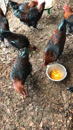 8 jonge Marans hanen vijf maanden oud en drie leghennen geen, Dieren en Toebehoren, Pluimvee, Mannelijk, Kip