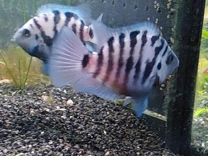 Actieve koppels Polar Blue Parrot cichlid (Amatitlania), Dieren en Toebehoren, Vissen | Aquariumvissen, Zoetwatervis, Vis