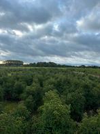 Prunus lusitanica ‘Angustifolia’ (Portugese laurier), Ophalen, Laurier, Struik, 100 tot 250 cm