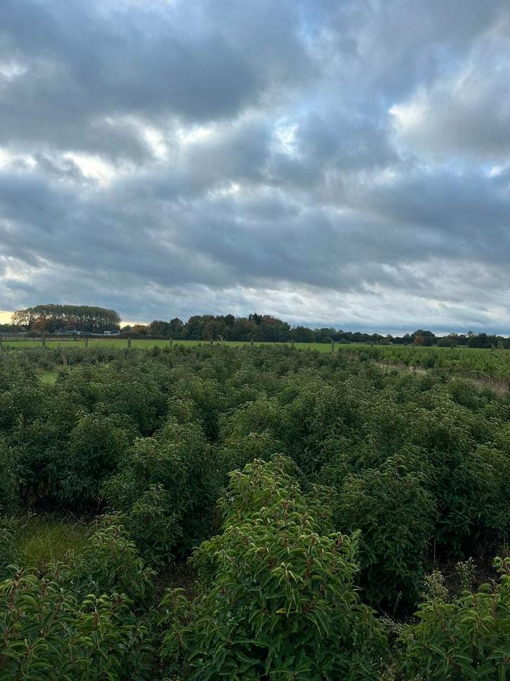 Prunus lusitanica ‘Angustifolia’ (Portugese laurier), Jardin & Terrasse, Plantes | Arbustes & Haies, Arbuste, Laurier, 100 à 250 cm