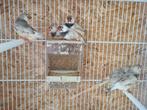 70 koppels grote zebravinken, Dieren en Toebehoren, Vogels | Overige Vogels