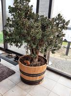 Te koop plant, Tuin en Terras, Planten | Bomen, Ophalen of Verzenden