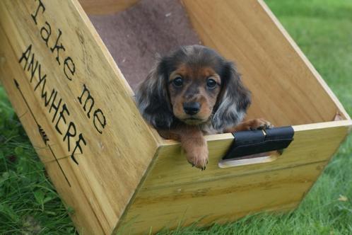 Teckel dwerg langhaar bij ons geboren, Dieren en Toebehoren, Honden | Teckels en Dashonden, Meerdere dieren, Langhaar, Dwerg, Fokker | Professioneel
