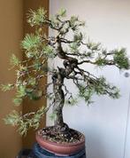 Pinus sylvestris bonsai, Ophalen
