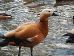 Ducks Red Casarca, Canard, Plusieurs animaux