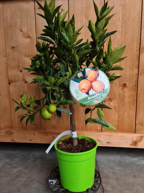 Citrus 'Kucle' Clementina, Jardin & Terrasse, Plantes | Jardin, Enlèvement