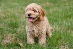 Cockapoo pups te koop, Dieren en Toebehoren, Honden | Chihuahua's en Gezelschapshonden, 15 weken tot 1 jaar, Overige rassen, Buitenland