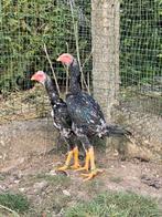 2 jonge shamo hanen, Dieren en Toebehoren, Pluimvee