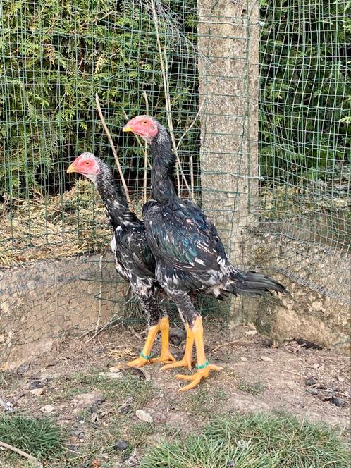 2 jonge shamo hanen, Dieren en Toebehoren, Pluimvee