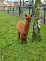 Alpaca merrie's en hengst, Dieren en Toebehoren, Overige Dieren