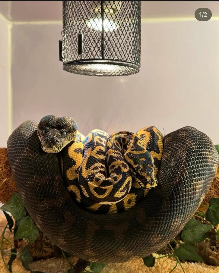 Koppel tapijt/hybride, Dieren en Toebehoren, Reptielen en Amfibieën