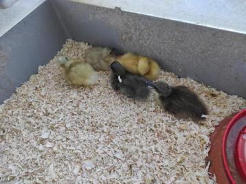 kuikens eend, Canard