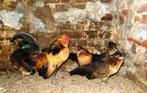 Foktoom Watermaalse baardkriel, Meerdere dieren, Kip