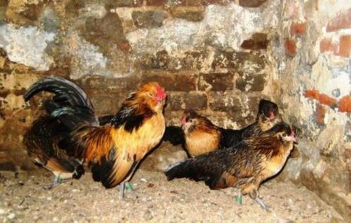 Foktoom Watermaalse baardkriel, Dieren en Toebehoren, Pluimvee, Kip, Meerdere dieren