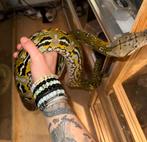 Python réticulé Aztec couple, Serpent, 3 à 6 ans