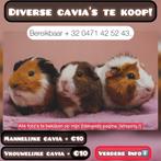 Diverse cavia’s te koop!, Dieren en Toebehoren, Knaagdieren, Meerdere dieren, Tam, Maart, Cavia