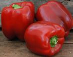 5 zaden rode paprika King of the North - voor buiten, Tuin en Terras, Bloembollen en Zaden, Verzenden, Voorjaar, Volle zon, Zaad